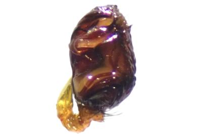 <i>Episinus truncatus</i>