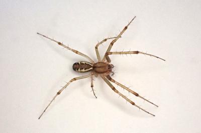 <i>Linyphia triangularis</i>