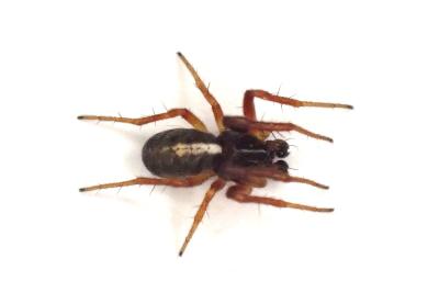 <i>Hypsosinga pygmaea</i>