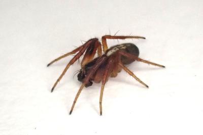 <i>Hypsosinga pygmaea</i>
