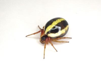<i>Hypsosinga pygmaea</i>