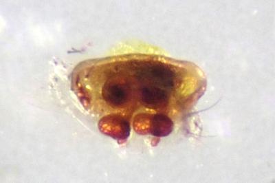 <i>Hypsosinga pygmaea</i>