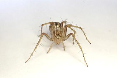 <i>Oxyopes lineatus</i>