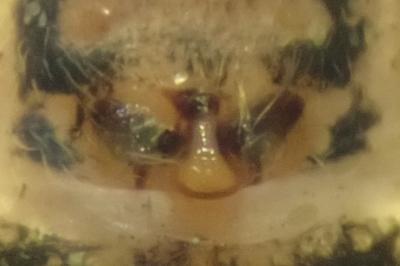 <i>Oxyopes lineatus</i>
