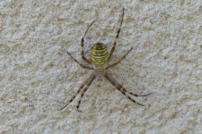 <i>Argiope bruennichi</i>