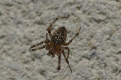 <i>Araneus diadematus</i>