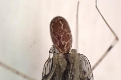 <i>Holocnemus pluchei</i>