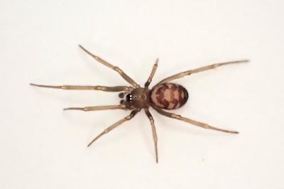 <i>Steatoda grossa</i>