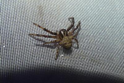 <i>Xysticus</i>