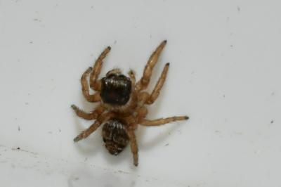 <i>Evarcha arcuata</i>