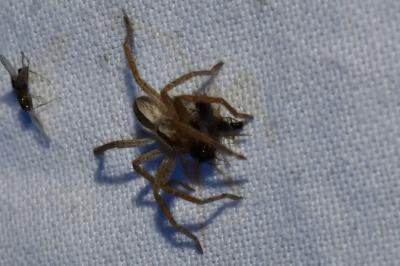 <i>Micrommata ligurina</i>