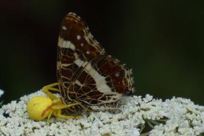 <i>Misumena vatia</i>