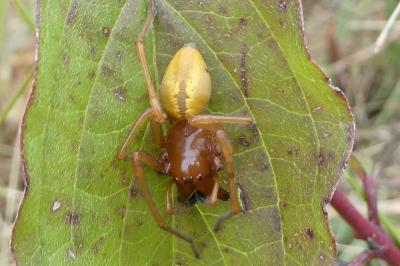 <i>Cheiracanthium</i>