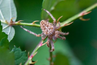 <i>Araneus diadematus</i>