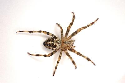 <i>Araneus diadematus</i>