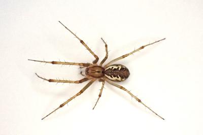 <i>Linyphia triangularis</i>
