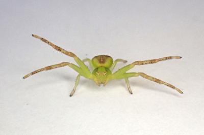 <i>Ebrechtella tricuspidata</i>