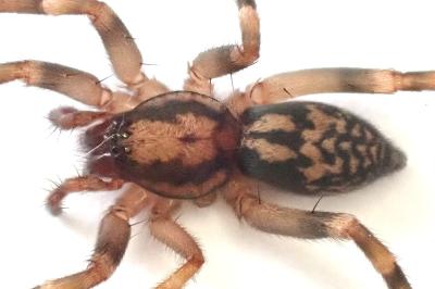 <i>Liocranum rupicola</i>