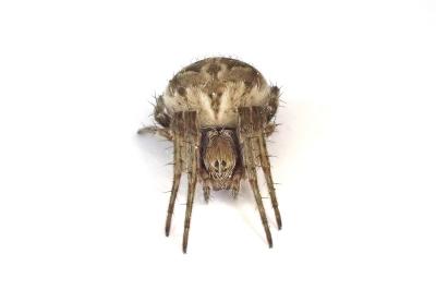 <i>Agalenatea redii</i>