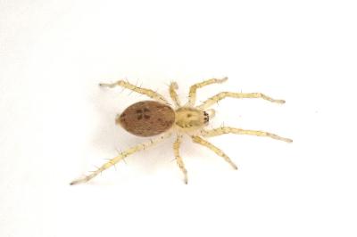 <i>Anyphaena accentuata</i>