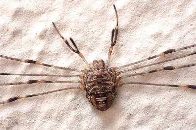 <i>Dicranopalpus ramosus</i>