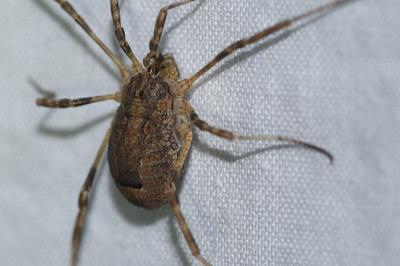 <i>Odiellus spinosus</i>