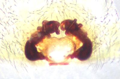<i>Cheiracanthium punctorium</i>