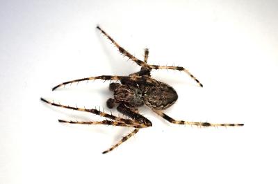 <i>Nuctenea umbratica</i>