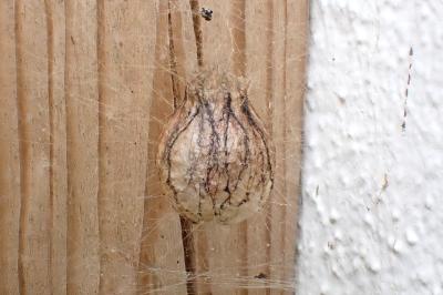<i>Argiope bruennichi</i>