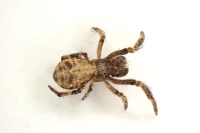 <i>Hyptiotes flavidus</i>