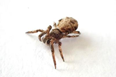 <i>Hyptiotes flavidus</i>