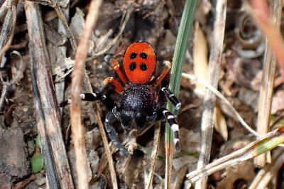 <i>Eresus kollari</i>