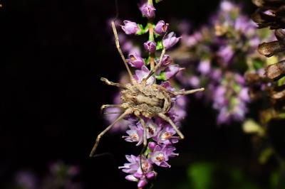 <i>Odiellus spinosus</i>