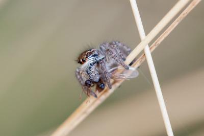 <i>Philaeus chrysops</i>