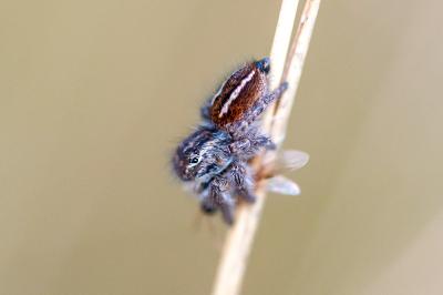<i>Philaeus chrysops</i>