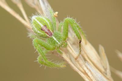 <i>Heriaeus oblongus</i>