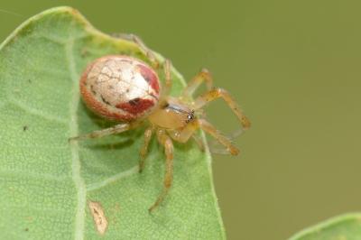 <i>Zygiella atrica</i>