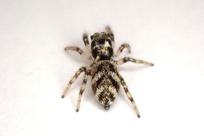 <i>Salticus scenicus</i>