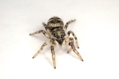 <i>Salticus scenicus</i>