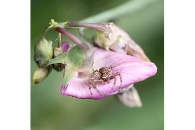 <i>Xysticus</i>