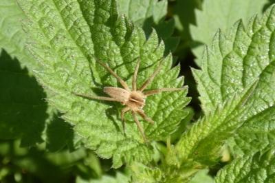 <i>Pisaura mirabilis</i>