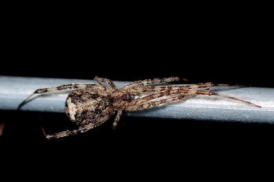<i>Episinus maculipes</i>