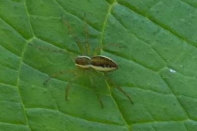<i>Dolomedes</i>