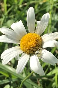 <i>Misumena vatia</i>
