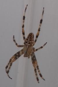 <i>Araneus diadematus</i>