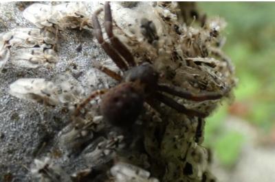 <i>Xysticus</i>