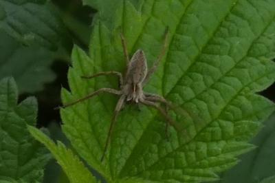 <i>Pisaura mirabilis</i>