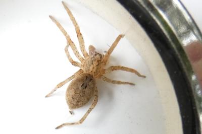 <i>Zoropsis spinimana</i>