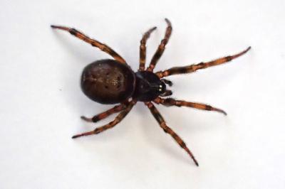 <i>Steatoda bipunctata</i>