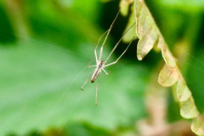 <i>Tetragnatha</i>